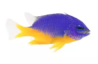 Azure Damsel
