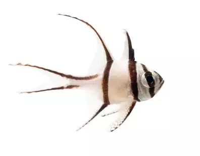 Banggai Cardinal