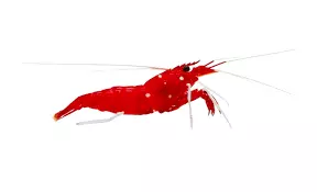 Blood Shrimp XL