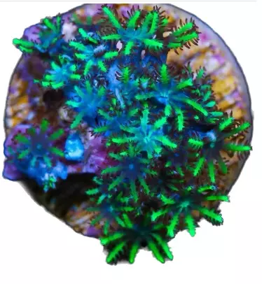 blu and green