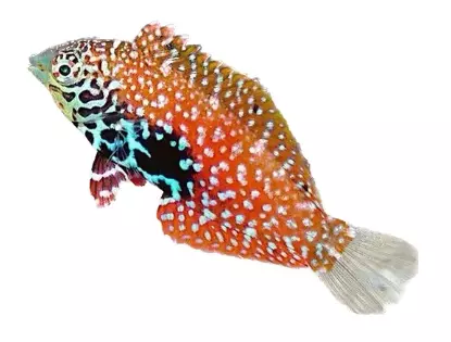 Blue Star Leopard Wrasse