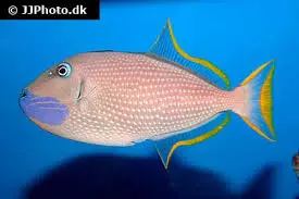 Blue Throat Trigger Female - M