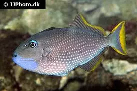Blue Throat Trigger Male - M