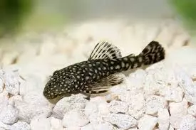 bristlenose
