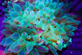 bubble tip anemone