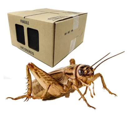 feeder crickets