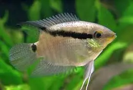flag cichlid