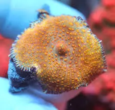Golden Leopard Discosoma Mushroom