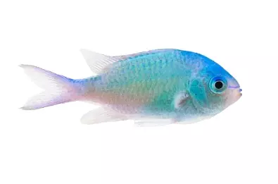 Green Chromis