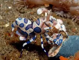 Harlequin Shrimp