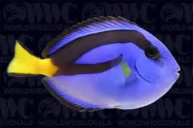 hippo tang