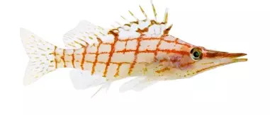 Longnose Hawkfish