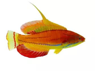 McCoskers Wrasse Male