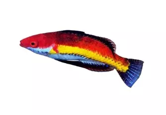 Naokoae Wrasse