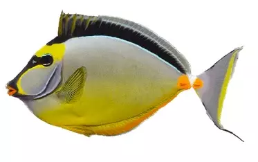 naso tang