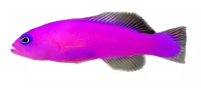 purple dottyback