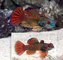 red mandarin