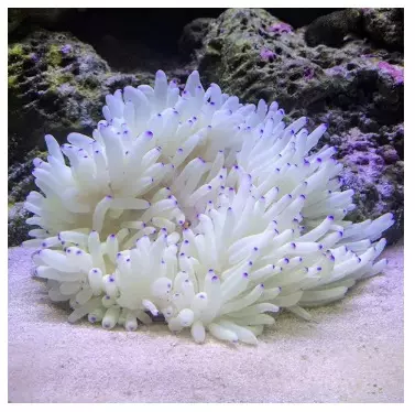 Sabae Anemone