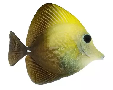 scopas tang