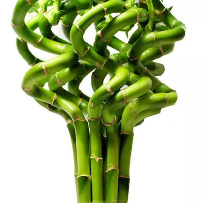 Spiral Bamboo