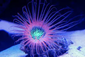 tube anemone purple