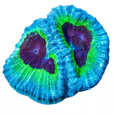 WWC PPE Favia Frag