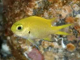 yellow chromis