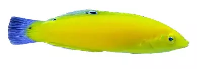 Yellow Coris Wrasse