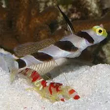 Yellow Face Candy Goby