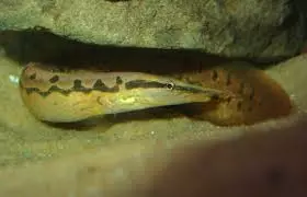 zig zag eel