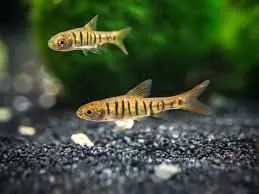 African Banded Barb