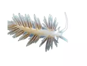 Aptasia Eating Nudibranch
