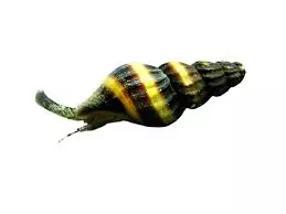 assassin snail