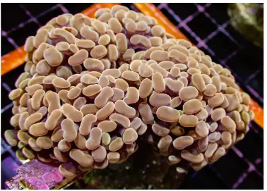 bronze hammer coral frags