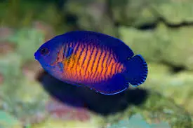 coral beauty angelfish