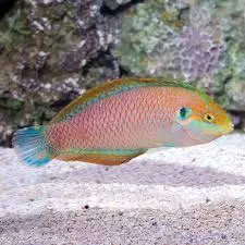 kuiteri leopard wrasse