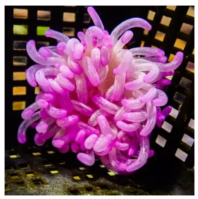 Lavender LTA with white streaks frag