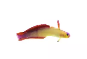 Purple Fire Fish