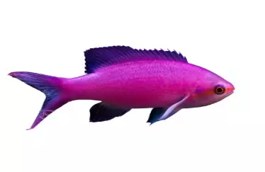 purple queen anthias