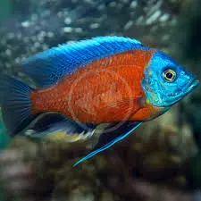 red fin boreleyi cichlid