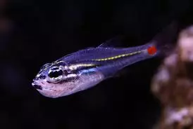 red spot cardinal fish