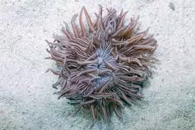 Stripy Longtip Anemone