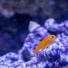 yellow clown goby