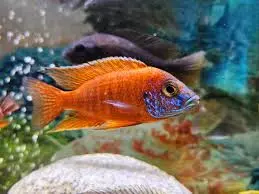 Aulonocara Rubencens