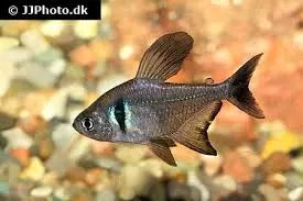 black phantom tetra