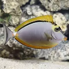 blonde naso tang