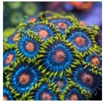 Blow Pop Zoa