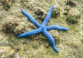 blue star fish