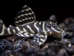 clown pleco