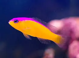 diadem dottyback